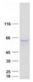 SDS-PAGE (TRAF6-105HFL).jpg